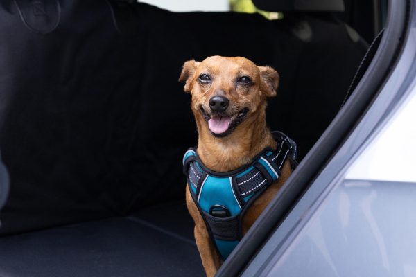 Pechera Anti Tirones Para Perro Pretal Antitiro + Correa - Imagen 5